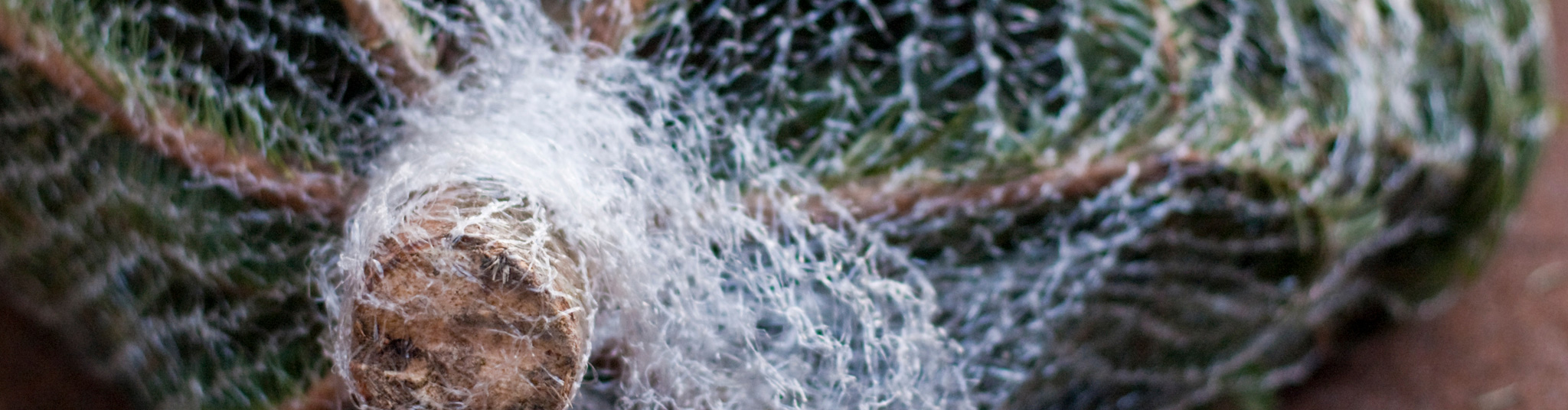 Der Sin­gle-Weih­nachts­baum