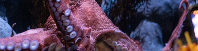 Mons­ter des All­tags