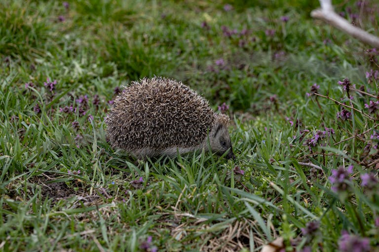 A European hedgehog exploring a grassy garden in Budapest, Hungary.