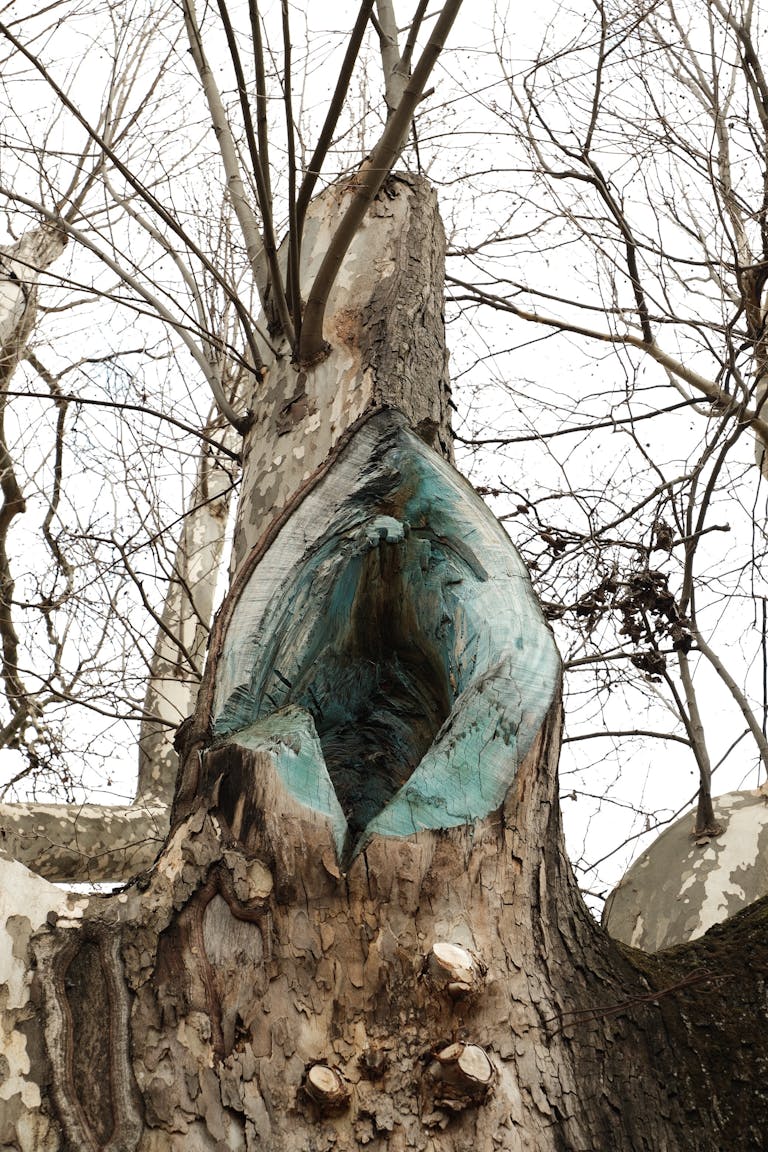 A hollow tree trunk with unique colors in a bare forest during winter in Lucca, Tuscany.
