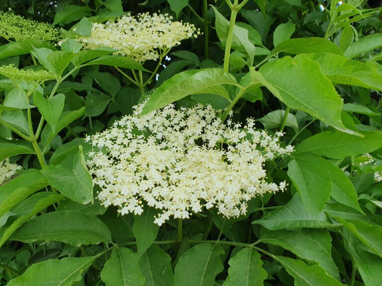 Holun­der­blü­ten­ge­lee – Das etwas ande­re Rezept